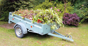 Trailer loaded with plant cuttings